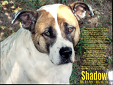 Pet Memorial Plaque